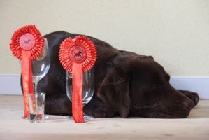 Certificering, gladepoter.dk, hundetræning for glade hunde i nordsjælland
